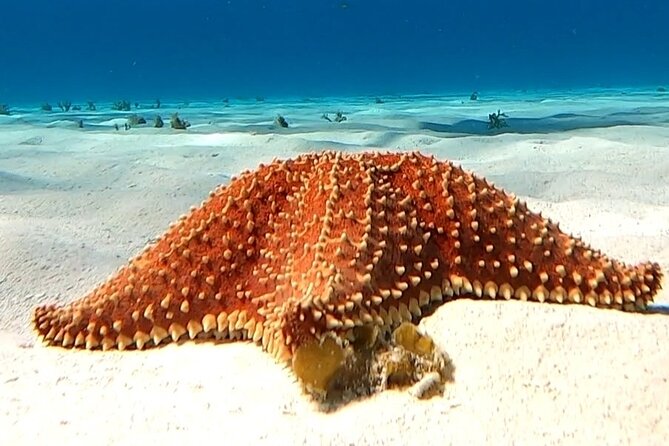 The Cozumel Turtle Sanctuary Snorkel Tour - What to Expect on the Tour