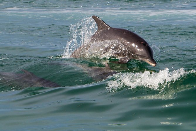 The Key West Dolphin & Snorkel Experience - Common Questions