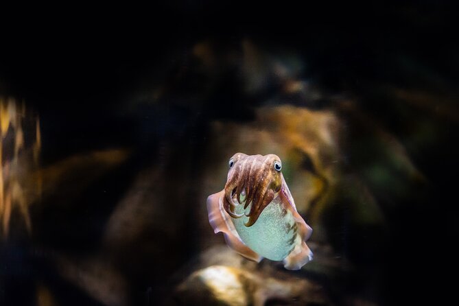 The National Aquarium Abu Dhabi Admission Tickets - The Sum Up