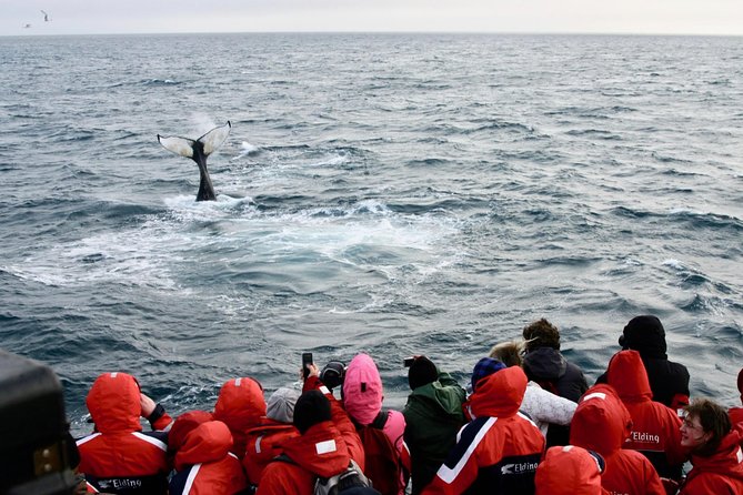 The Original Classic Whale Watching From Reykjavik - Whale and Dolphin Sightings and Dissatisfaction With Tour Operator
