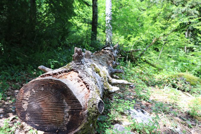 Thessaloniki Mount Olympus Group Hiking Tour - Common Questions