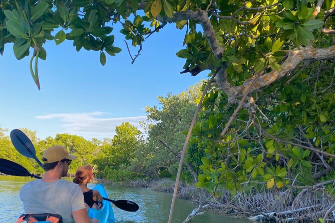 Tour the Mangroves in Kayak by Isla Holbox - Pricing and Booking Details