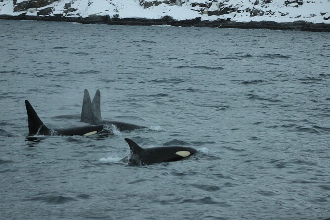 Tromso Full-Day Whale and Seabird Boat Tour to Skervoy - The Sum Up