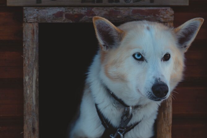 Tromso Guided Dogsledding Adventure - Common Questions