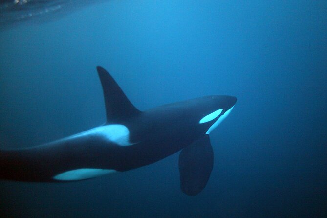 Tromso Oceanic Ballet: Orca Odyssey & Majestic Marine Ensemble - Customer Support and FAQ