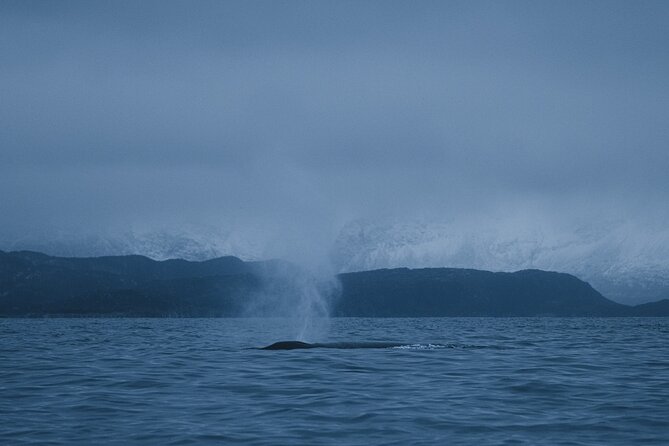 Tromsø: Skjervøy RIB Whale Watching Tour With Drinks & Snack - Review Summary and Authenticity