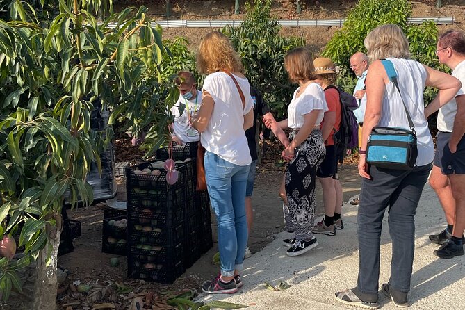 Tropical Route, Avocados and Mangoes - Small Group, Tasting and Lunch Included - The Sum Up