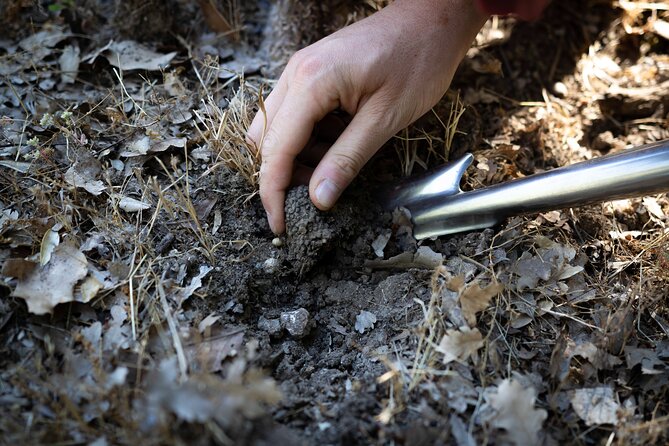 Truffle Hunting & Truffle Cooking Class - Terms and Conditions