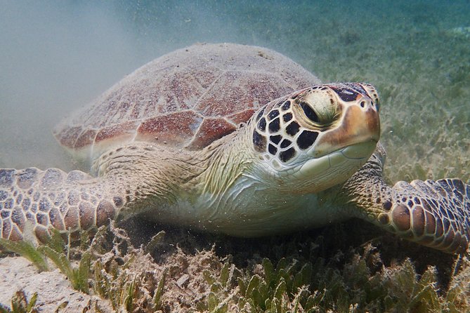 Turtle Beach Power Snorkeling Adventure - Exploring the Underwater World