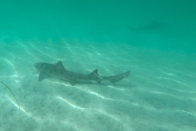 Two Hour Kayak and Snorkel Tour for Two in La Jolla - The Sum Up