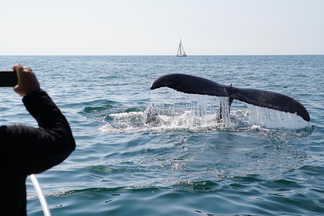 Ultimate Whale and Dolphin Watching in Newport Beach, 6 Person Maximum - Traveler Photos and Positive Reviews