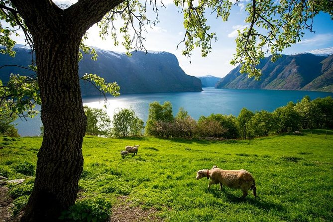 Undredal: Day Tour Including House Of Cheese  - Bergen - Pricing and Booking Information