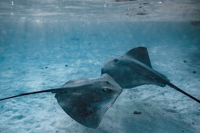 Unforgettable Lagoon Tour Around Moorea - Common Questions