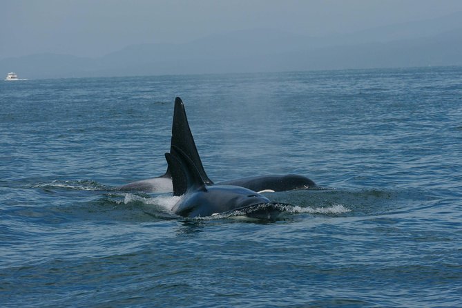 Vancouver Whale Watching Safari - Positive Customer Experiences