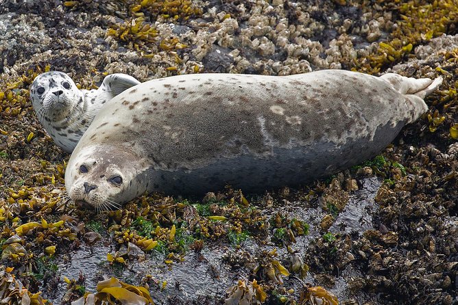 Victoria Marine Wildlife Tour - Common Questions