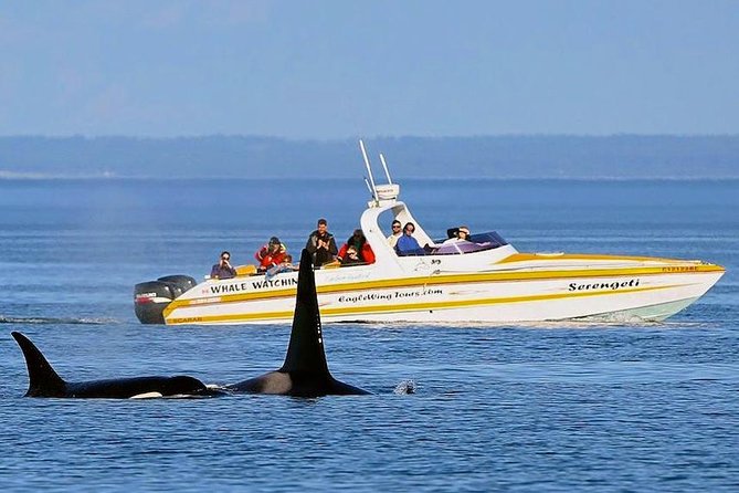 Victoria Whale and Wildlife Cruise - Common Questions