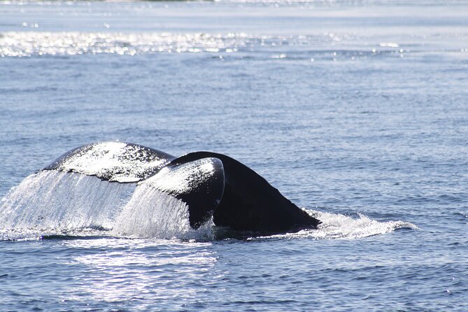 Victoria Whale Watch Tour - Common Questions