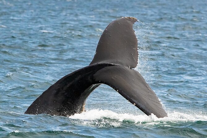 Victoria Whale Watching Tour on a Covered Vessel - Viator Help Center for Assistance and Support