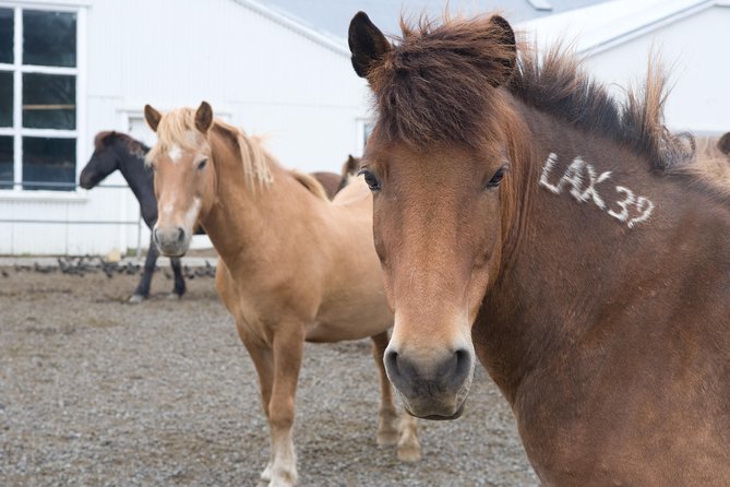 Viking Horse Riding and Golden Circle Tour From Reykjavik - Common Questions