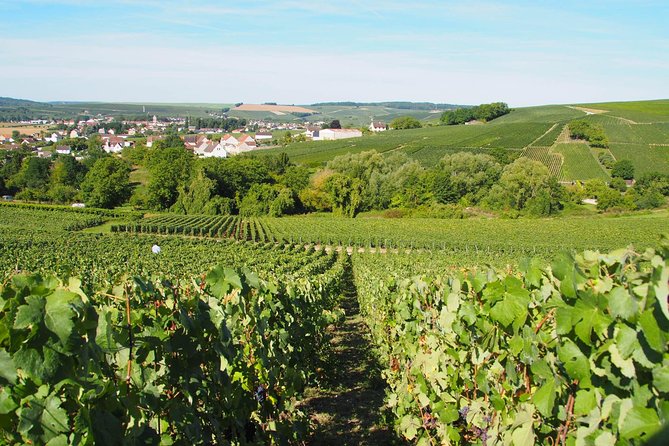 Vineyard Walking Tour & 2 Champagnes Tasting - Cancellation Policy