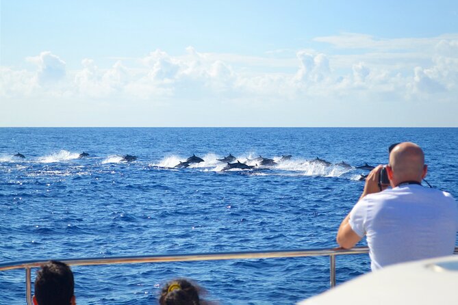 VipDolphins Luxury Whale Watching - Common Questions