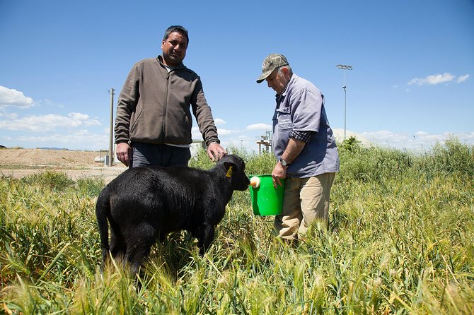 Visit to the Bufale and Dairy Farm With Cheese Tasting - Farm-to-Table Philosophy