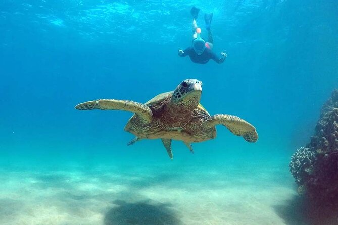 Waikiki Catamaran Cruise With Snorkeling and Paddling  - Oahu - Tips for a Great Experience
