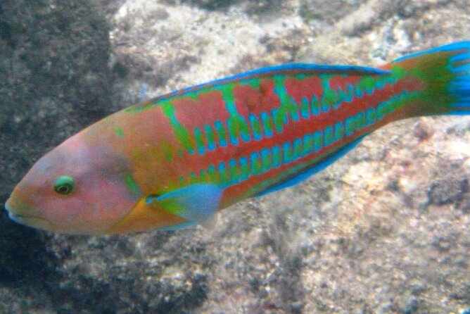 Waikiki Snorkeling. Free Pictures and Video! Shallow. Many Fish! - Meeting and Pickup Information