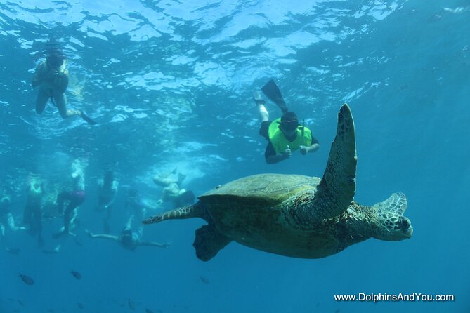 Waikiki Turtle Canyon Snorkel With Lunch and Hula Dancing - Directions for Joining the Tour