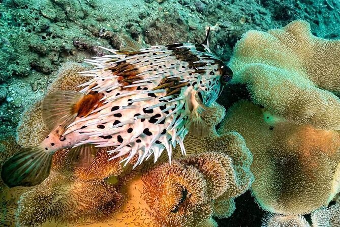 Walking Under Sea - Snorkeling in Cham Island - The Sum Up
