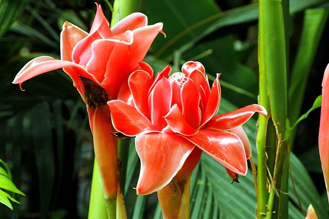 Waterfall Hike Rainforest Adventure "Voted Best Of Maui" Includes Chocolate Tour - Common Questions