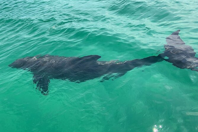 Waverunner Dolphin Tour - Common Questions