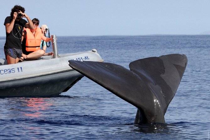 Whale and Dolphin Watching Tour From Funchal - Guaranteed Second Trip Policy