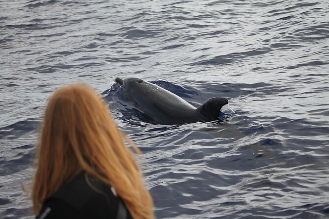 Whale and Dolphin Watching Tour - Funchal - Common Questions