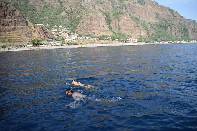Whale and Dolphin Watching Tour in Madeira - Common Questions