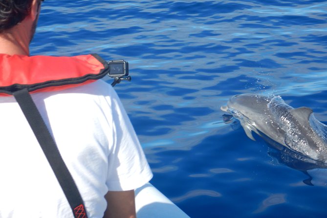 Whale, Dolphin and Turtles Watching - Directions to the Wildlife Watching Location