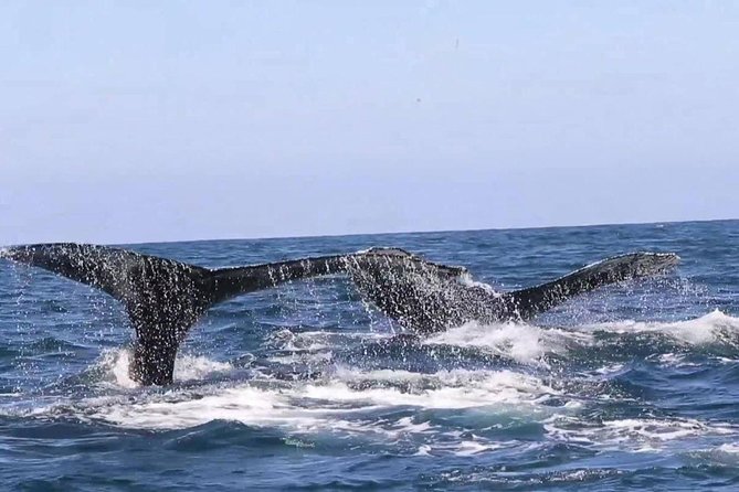 Whale & Dolphin Watching Cruise in Puerto Vallarta All Inclusive - Common Questions