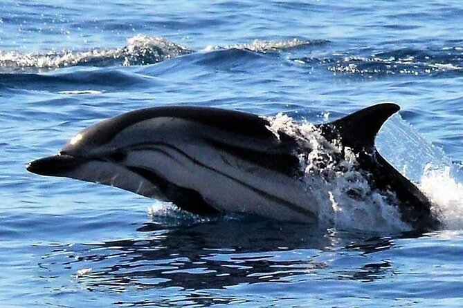 Whale & Dolphin Watching in Madeira - Other Activities and Attractions in Madeira