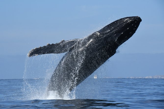 Whale Research Adventure - Leaded by Marine Biologist. - The Sum Up