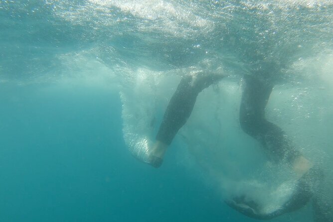 Whale Shark 3-Hours Tour in La Paz - Common Questions