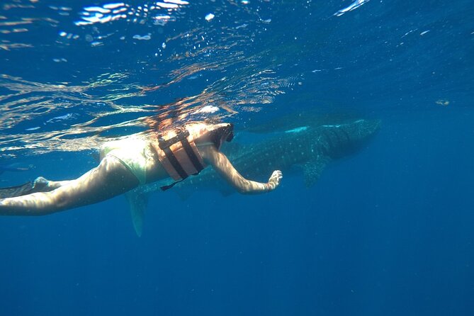 Whale Shark Tour From Holbox Island - The Sum Up