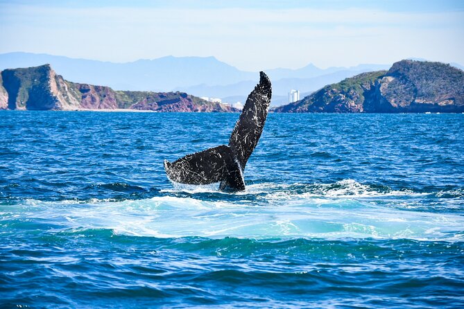 Whale Watching - Whale Conservation Tips