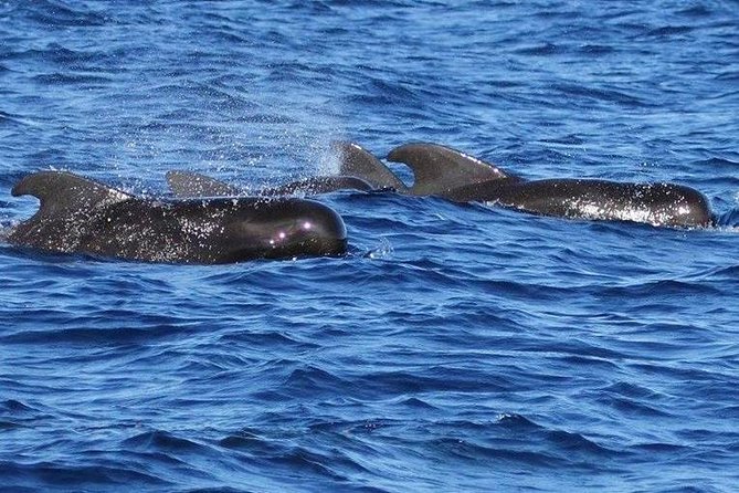 Whale Watching and Dolphin Spotting Cruise - The Sum Up