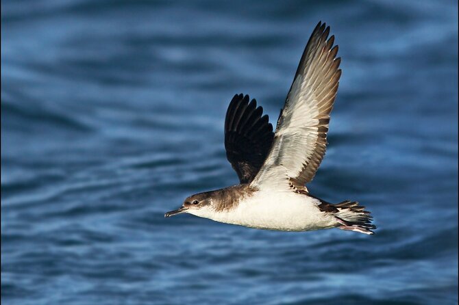 Whale Watching and Marine Life Tour in Reykjavik - Common Questions