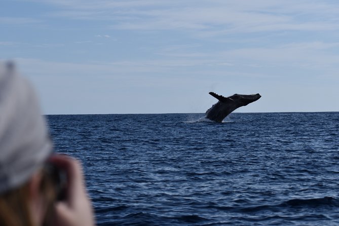 Whale Watching Boat Tour in Cabo San Lucas - Directions