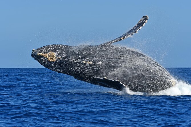 Whale Watching by Zodiac in Cabo San Lucas With Photos Included - Unbeatable Value for Money