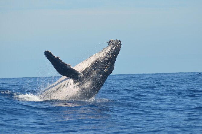 Whale Watching Cruise in Los Cabos - Directions