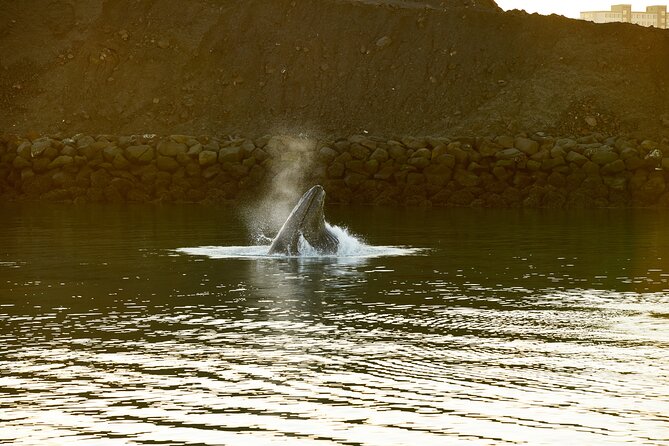 Whale Watching Cruise on a Yacht in Reykjavik - Questions and Help Center