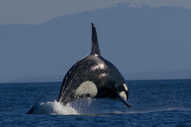 Whale-Watching Cruise With Expert Naturalists - Cancellation Policy Details