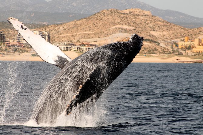 Whale Watching Dinner Cruise in Cabo San Lucas - Directions